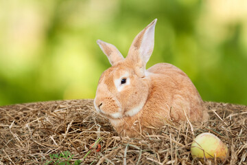 Red rabbit on dry hay with apple and carrot on green blurred background.