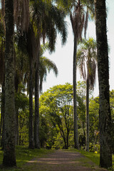 Palm type aroves in a park