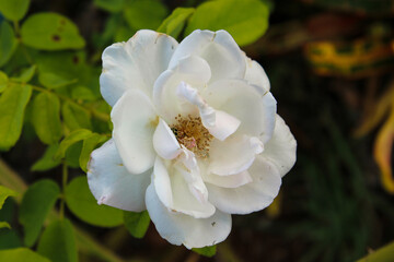 White rose flower with background in various shades of green