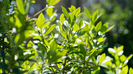 green leaves background