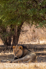 Black-maned Lion in the Kgalagadi