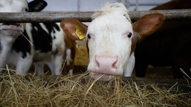 Close-up of a cow eating hay. Close-up of a cow eating hay.