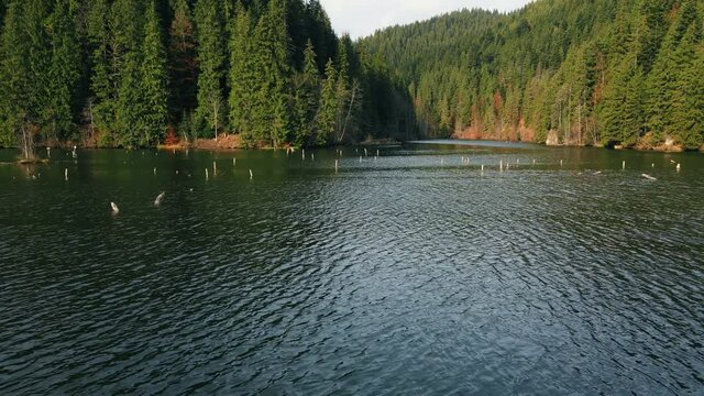 Aerial drone view of nature in Romania. Red Lake sign in a valley in Carpathian mountains, lush forest, pier