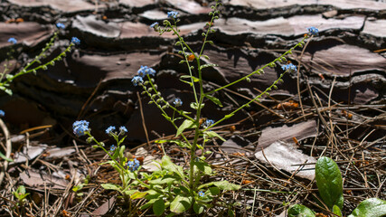 spring