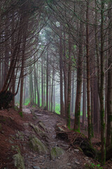 Evergreens on Appalachian Trail in the Great Smoky Mountains