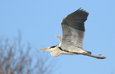 Gray Heron in flight, Ardea cinerea