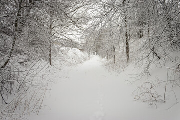 A winter day. Trees in the snow, snowdrifts. Fairytale forest.