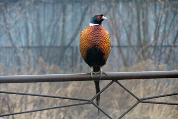 A male pheasant standing on a metal rusty fence, blurred leafless trees and dry grass in the background