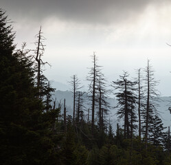 Changing Environment at Clingmans Dome in the Great Smoky Mountains