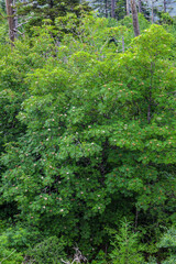 Changing Environment at Clingmans Dome in the Great Smoky Mountains