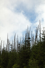 Changing Environment at Clingmans Dome in the Great Smoky Mountains