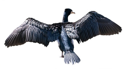 flying large cormorant isolated on white - obrazy, fototapety, plakaty