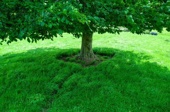 Shade Under The Tree In The Forest.