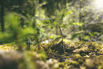 Small conifer tree growing on a sunlit forest floor