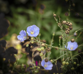 Fototapeta na wymiar Blooming blue flax flowers with ripened seeds