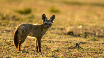 Bat eared fox shot in backlit during morning in Maasai Mara, Kenya.
