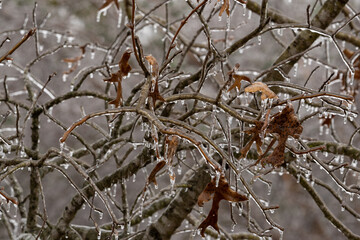 Freezing ran on various plants and trees in North Carolina