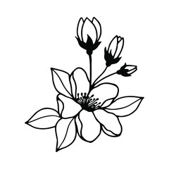 Blossoming branch of an apple tree. Vector stock illustration eps10. Isolate on white background, outline, hand drawing.