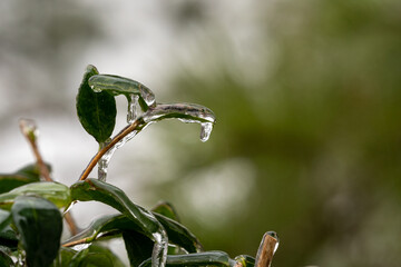 Freezing ran on various plants and trees in North Carolina