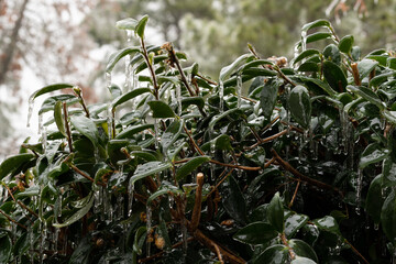 Freezing ran on various plants and trees in North Carolina