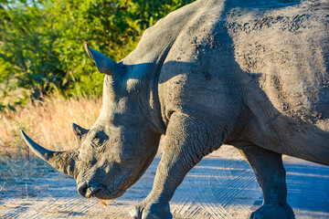 Fototapeta premium rhino in the sand
