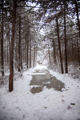 Winter landscape from snow forest. Bulgaria resorts