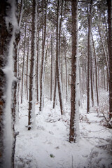 Winter landscape from snow forest. Bulgaria resorts