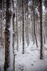 Fototapeta premium Winter landscape from snow forest. Bulgaria resorts
