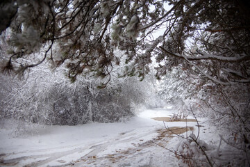 Winter landscape from snow forest. Bulgaria resorts