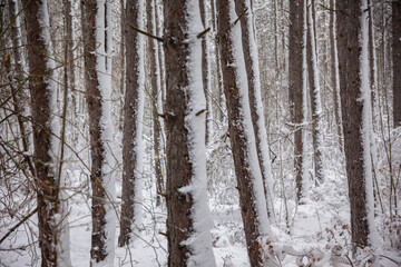 Winter landscape from snow forest. Bulgaria resorts