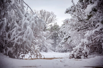 Winter landscape from snow forest. Bulgaria resorts