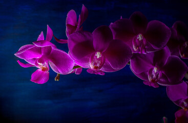 Fototapeta na wymiar Violet flowers of falenopsis orchid on blurred dark blue background