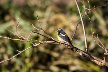 森林の野鳥　キビタキ