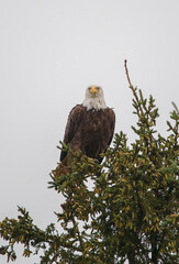 Bald eagle in pine evergreen tree