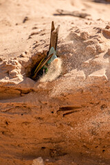 Swallow-Tailed Bee-Eater in the Kgalagadi