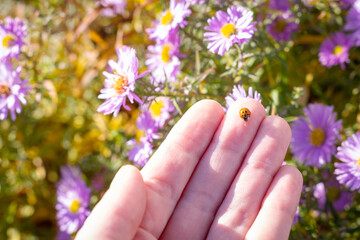 A ladybug sits on a woman's hand in close-up against .