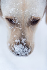 Photo of the head of a Labrador. The nose is covered with snow. Snowflakes are visible on wool. view from above