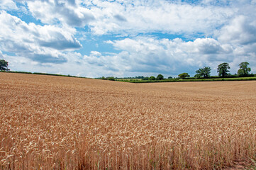 Wheat field in the summertime.