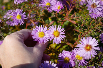 A woman's hand plucks a flower from a flower meadow.