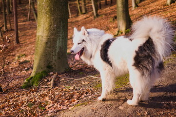 Obraz na płótnie Canvas White and black dog in a natural forest environment