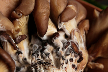 Raw oyster mushrooms