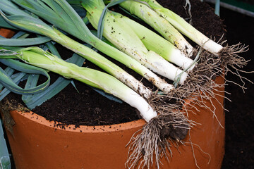 Freshly picked container grown leeks.