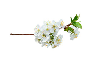 branch of cherry tree with white flowers on white background