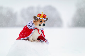 funny portrait of a charming corgi dog in a royal crown and a red robe sitting in a winter park in the snow