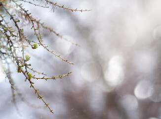Twigs with small green leaves in selective focus on blurry background. Spring background