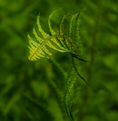 Paproć wiesenna © Robert