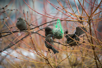 Closeup of sparrows eating seeds on tree branch in th city