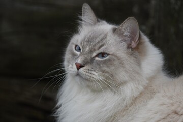 close up portrait of a cat