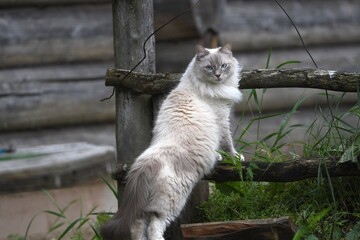 cat on the fence