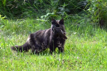 black cat on the grass